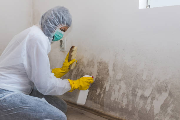 Best Industrial Mold Remediation in Woodcreek, TX