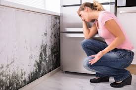 Best Forensic Mold Investigation in Woodcreek, TX