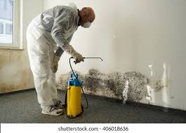 Best Basement Mold Removal in Woodcreek, TX